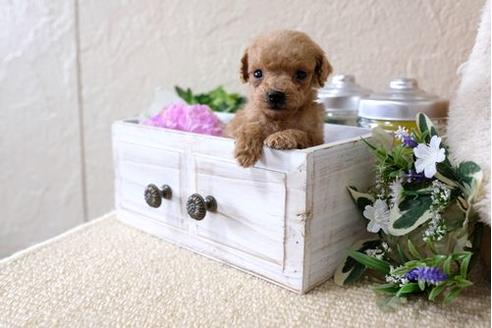 成約済の滋賀県のトイプードル-124513の1枚目