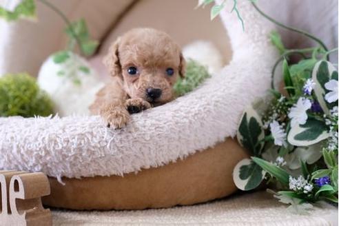 成約済の滋賀県のトイプードル-124513の3枚目