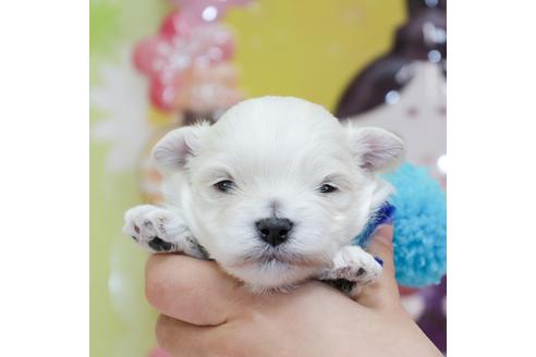 成約済の大分県のマルプー:マルチーズ×トイプードル-124558の1枚目
