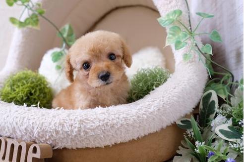 成約済の滋賀県のトイプードル-123075の1枚目