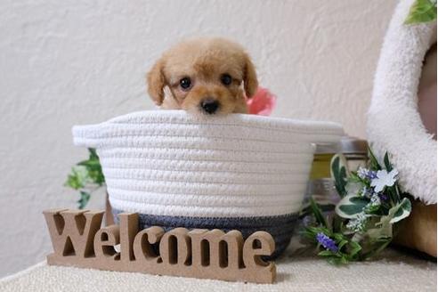 成約済の滋賀県のトイプードル-123075の5枚目