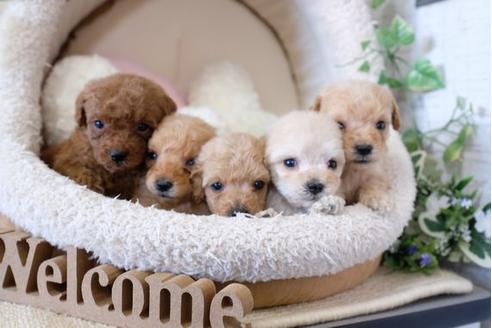 成約済の滋賀県のトイプードル-123075の4枚目