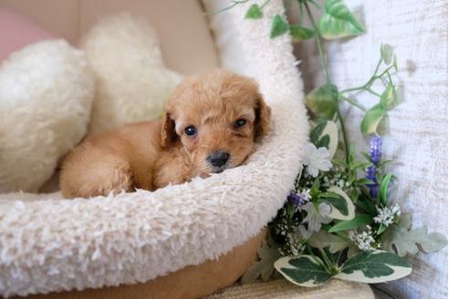 成約済の滋賀県のトイプードル-123075の3枚目