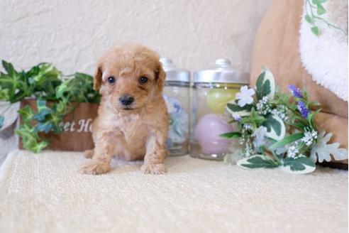 成約済の滋賀県のトイプードル-123075の2枚目