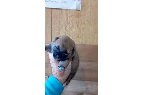 成約済の山口県の柴犬-124600の1枚目