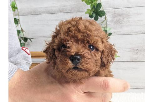 成約済の静岡県のタイニープードル-122988の1枚目