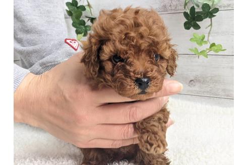 成約済の静岡県のタイニープードル-122988の4枚目