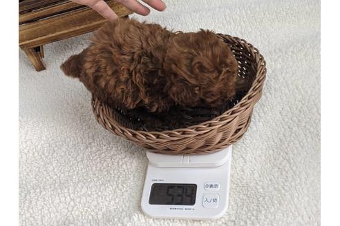 成約済の静岡県のタイニープードル-122988の3枚目