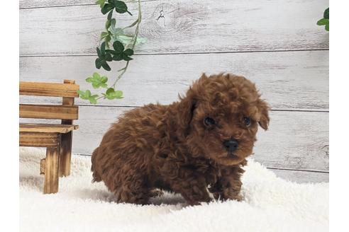 成約済の静岡県のタイニープードル-122988の2枚目