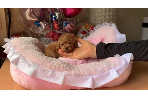 成約済の大阪府のトイプードル-124627の1枚目