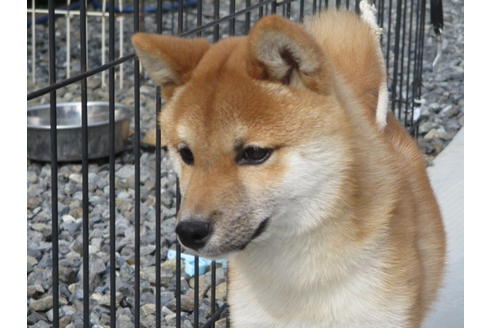 成約済の岡山県の豆柴-124628の1枚目