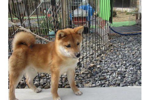 成約済の岡山県の豆柴-124628の5枚目