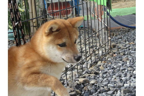 成約済の岡山県の豆柴-124628の4枚目