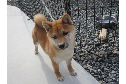 成約済の岡山県の豆柴-124628の3枚目