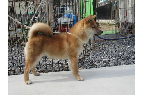 成約済の岡山県の豆柴-124628の2枚目