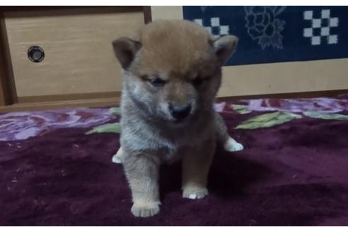 成約済の佐賀県の豆柴-124632