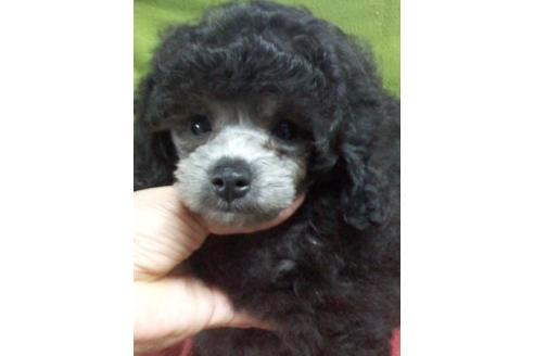 成約済の千葉県のトイプードル-124663の1枚目