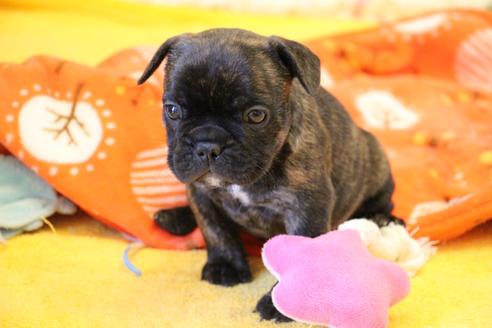 成約済の愛知県のフレンチブルドッグ-121969の8枚目