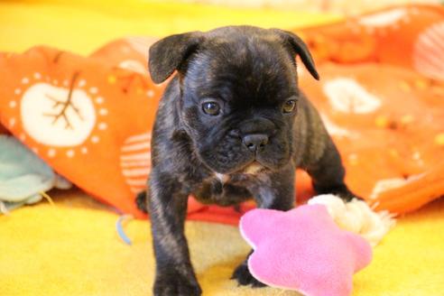 成約済の愛知県のフレンチブルドッグ-121969の7枚目