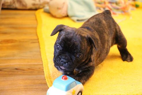 成約済の愛知県のフレンチブルドッグ-121969の6枚目