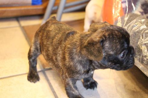 成約済の愛知県のフレンチブルドッグ-121969の5枚目