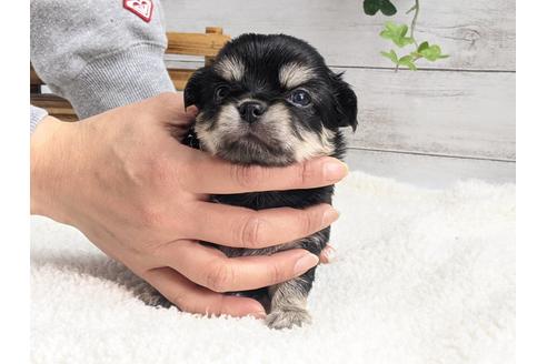 成約済の静岡県のチワワ(ロングコート)-122995の1枚目