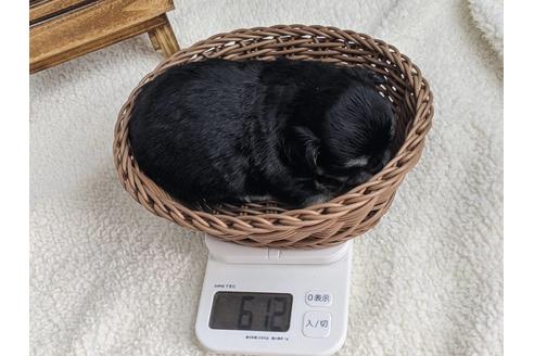 成約済の静岡県のチワワ(ロングコート)-122995の3枚目