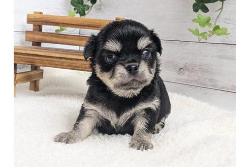 成約済の静岡県のチワワ(ロングコート)-122995の2枚目