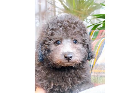 成約済の石川県のトイプードル-124668