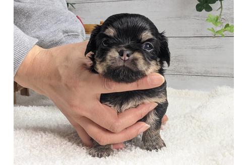 成約済の静岡県のチワワ(ロングコート)-122996の3枚目