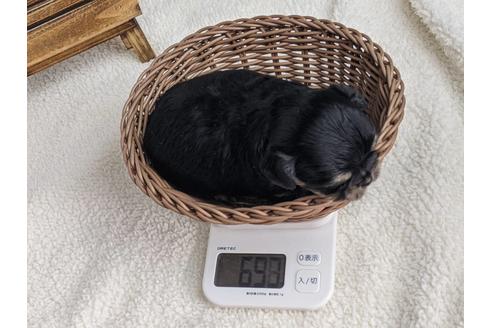 成約済の静岡県のチワワ(ロングコート)-122996の2枚目