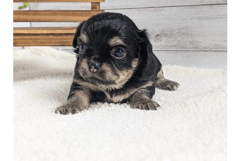 成約済の静岡県のチワワ(ロングコート)-122996の1枚目