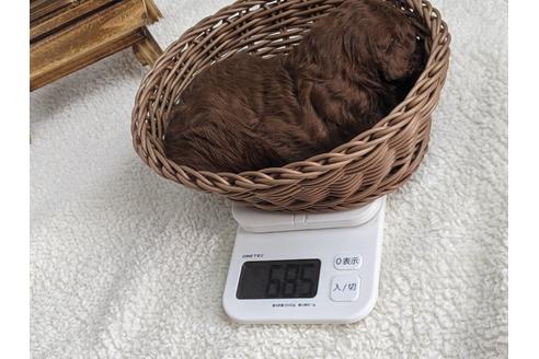 成約済の静岡県のトイプードル-124670の5枚目