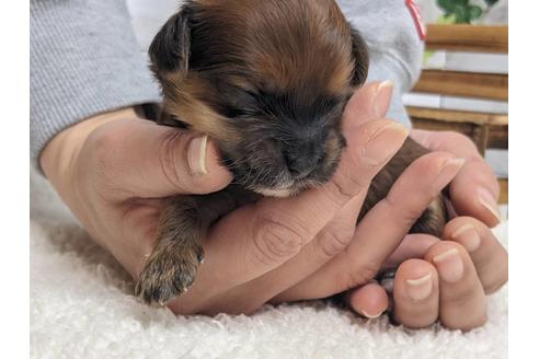 成約済の静岡県のチワプー:チワワ×トイプードル-124672の1枚目