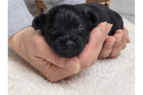 成約済の静岡県のチワプー:チワワ×トイプードル-124674の4枚目