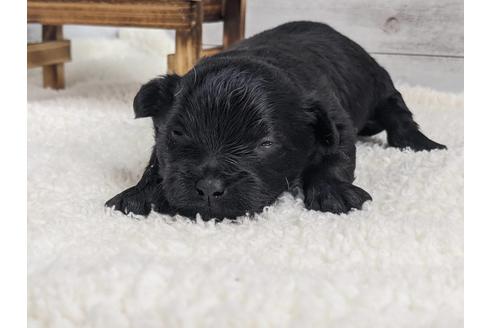 成約済の静岡県のチワプー:チワワ×トイプードル-124674の3枚目