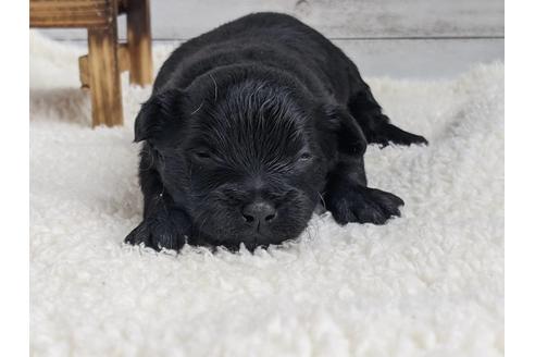 成約済の静岡県のチワプー:チワワ×トイプードル-124674の2枚目