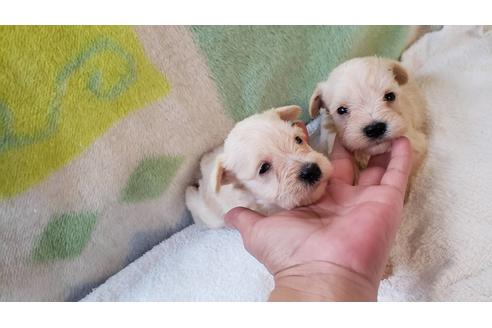 成約済の広島県のミニチュアシュナウザー-122098の1枚目