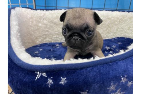 成約済の愛媛県のパグ-124673の4枚目