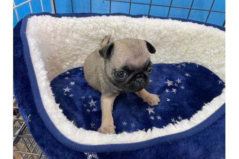 成約済の愛媛県のパグ-124673の5枚目