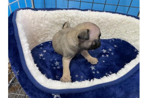 成約済の愛媛県のパグ-124673の6枚目