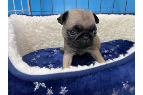 成約済の愛媛県のパグ-124673の7枚目