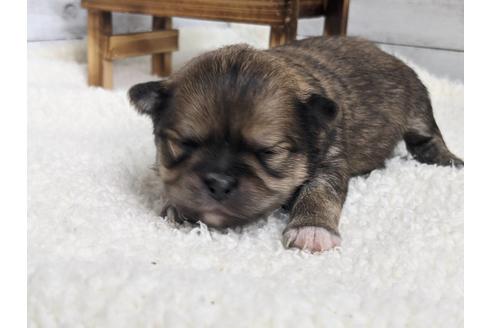 成約済の静岡県のポメチワ:ポメラニアン×チワワ-124678の6枚目