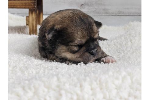 成約済の静岡県のポメチワ:ポメラニアン×チワワ-124678の5枚目