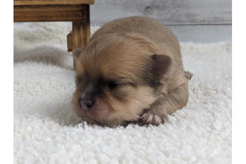 成約済の静岡県のポメチワ:ポメラニアン×チワワ-124679の7枚目