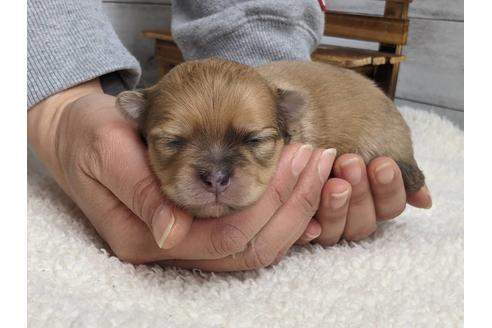 成約済の静岡県のポメチワ:ポメラニアン×チワワ-124679の6枚目
