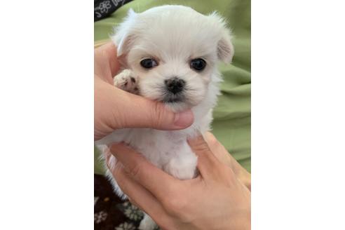 成約済の山形県のマルチーズ-124681の2枚目