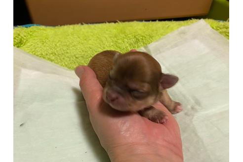 成約済の神奈川県のチワワ(ロングコート)-124564の76枚目