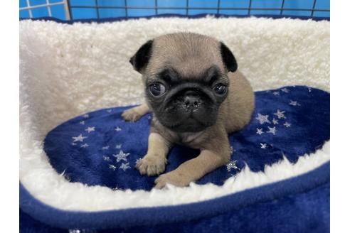 成約済の愛媛県のパグ-124684の4枚目