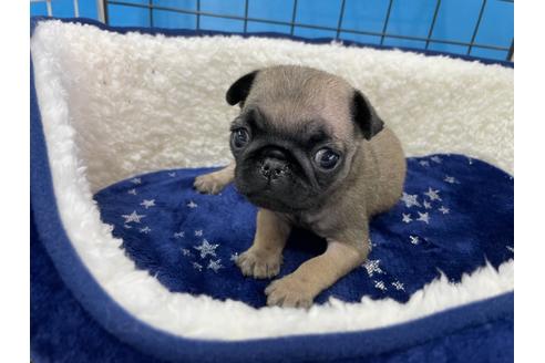 成約済の愛媛県のパグ-124684の5枚目